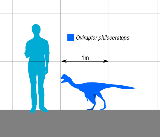 558px-Oviraptor_Scale.svg