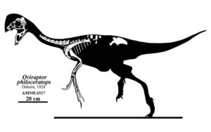 Oviraptor dinosauro onnivoro 800x500 72dpi
