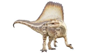 Spinosauro spinosaurus dinosauro carnivoro pescivoro