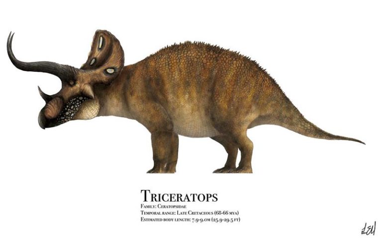 Triceratopo triceratops 800x500 72dpi
