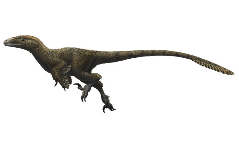 Utahraptor Dinosauro carnivoro del Cretaceo 800x500 72dpi