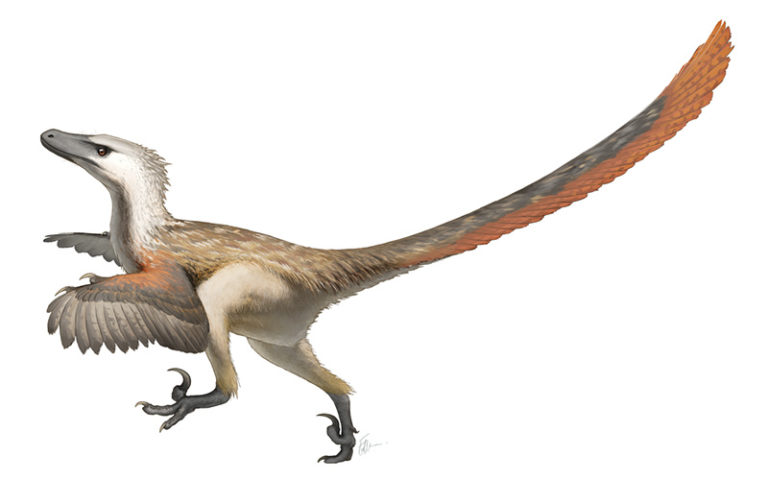 Velociraptor dinosauro carnivoro 800x500 72dpi