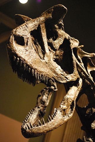 carnotauo cranio 321px-Carnotaurus_Skull