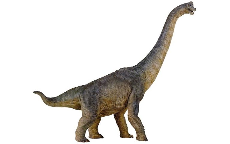 Brachiosauro Brachiosaurus dinosauro erbivoro 800x500