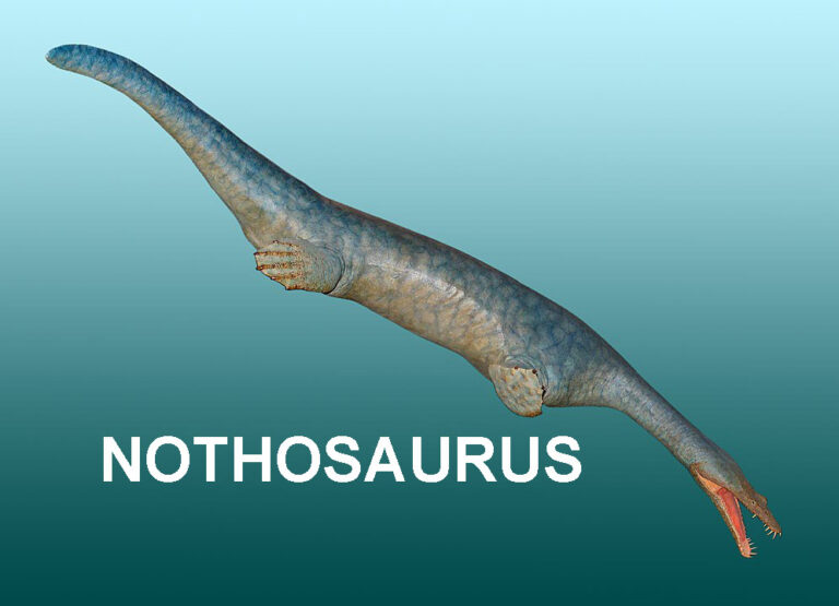 Nothosaurus dinosauro acquatico