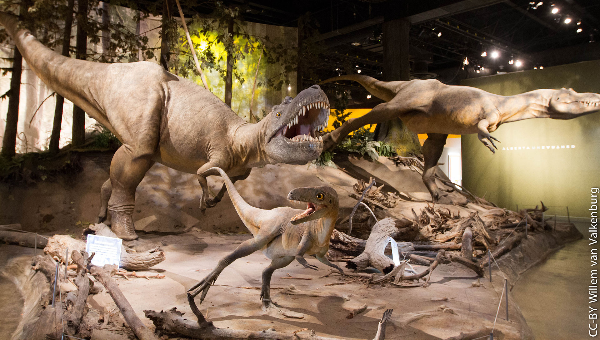 Albertosaurus_Tyrrell dinosauro museo dinosauri360