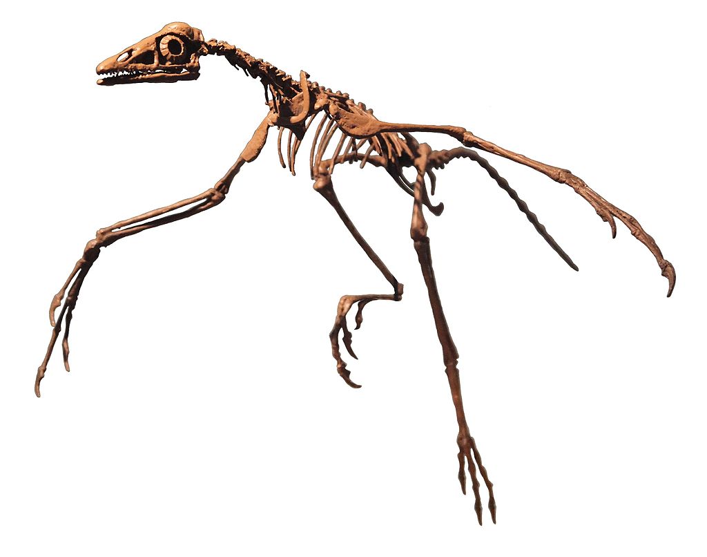 archaeopteryx dinosauro volante