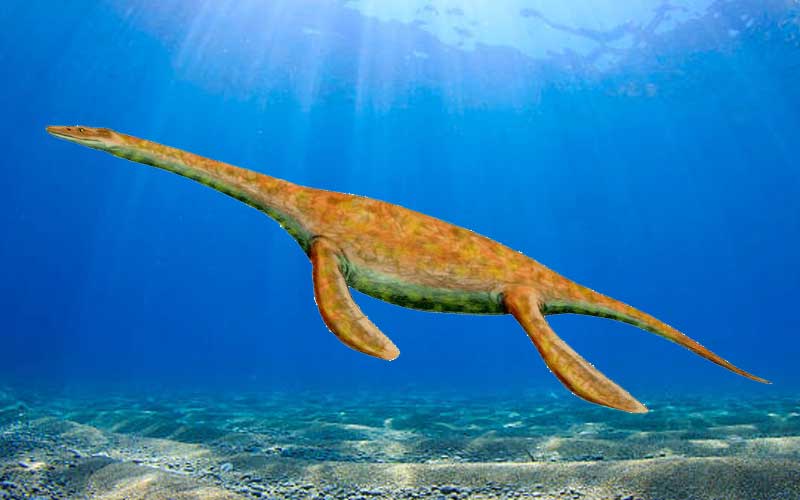 Pistosauro-Pistosaurus-dinosauro-acquatico-marino-800-x-500