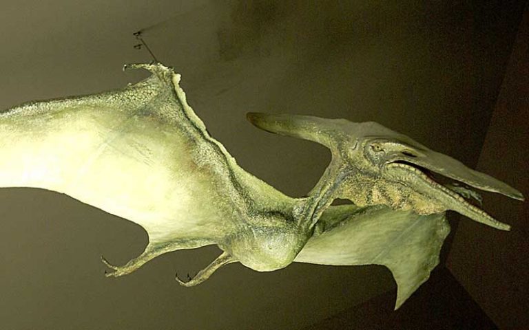 Pteranodonte dinosauro volante