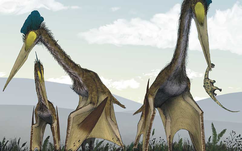 Quetzalcoatlus-dinosauro-volante-800-x-500