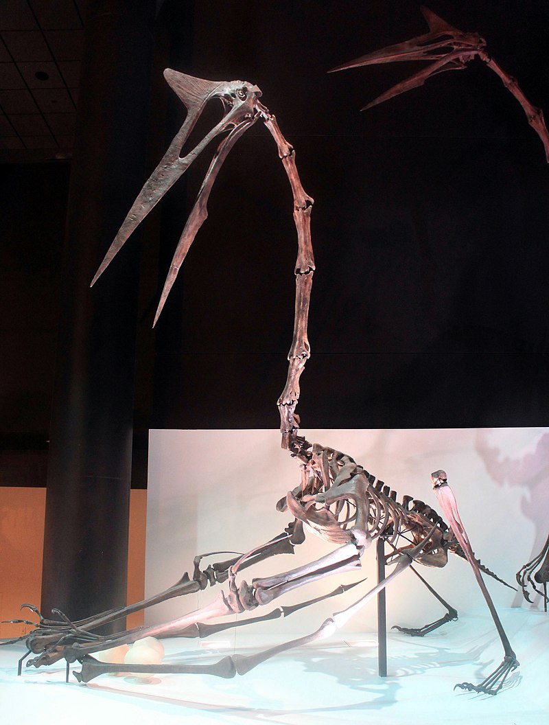 quetzalcaotlus dinosauro volante alato dinosauri360