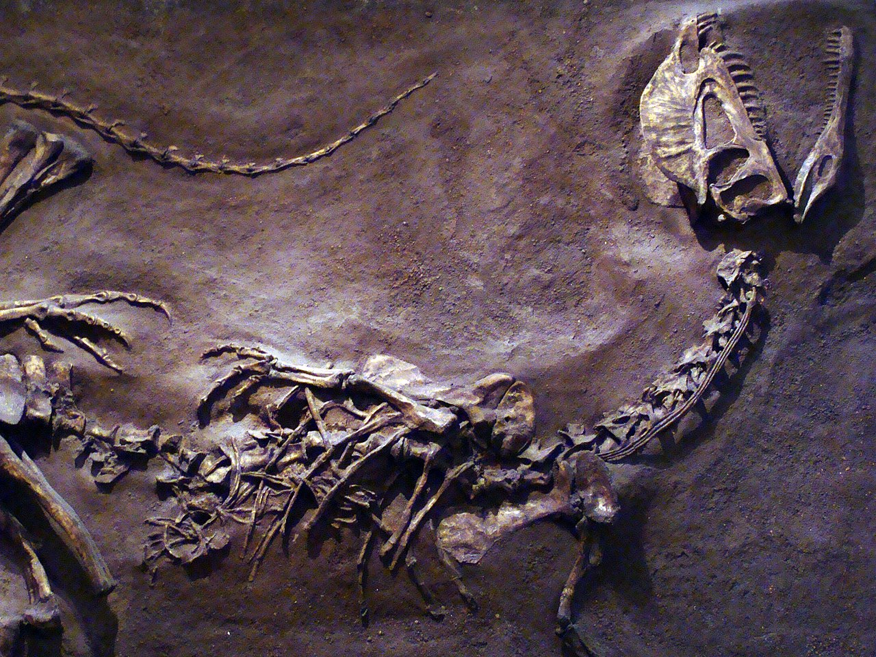1280px-DilophosaurusROM2