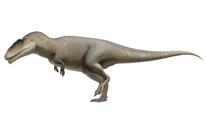 Carcharodontosaurus-dinosauro-carnivoro-800-x500-dinosauri360