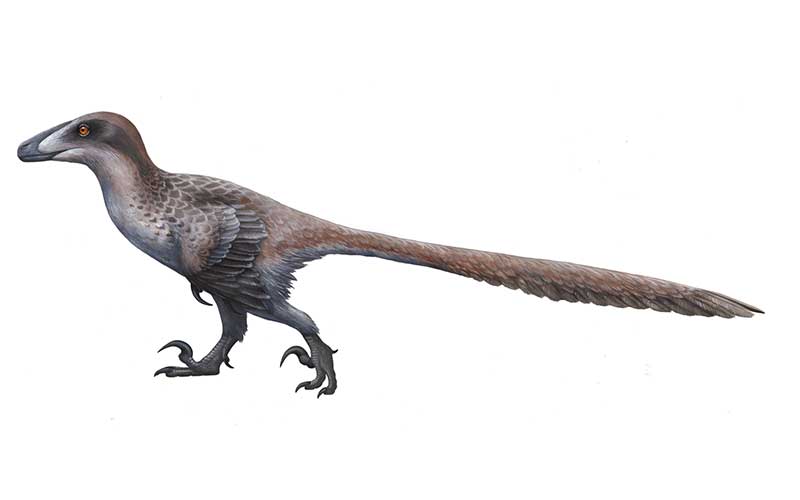 Deinonychus-dinosauro-carnivoro-800-x500-dinosauri360