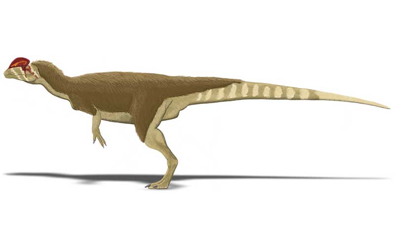 Dilophosaurus-dinosauro-carnivoro-800-x-500-dinosauri360