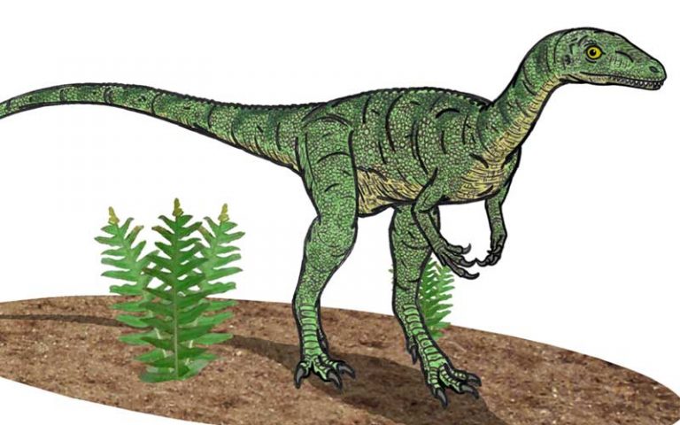 Eoraptor-dinosauro-carnivoro-800x500