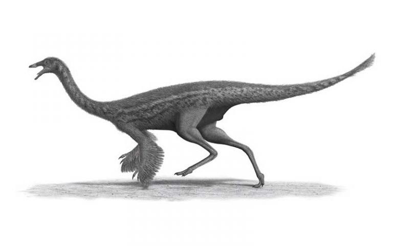 Gallimimus-dinosauro-onnivoro-800x500-