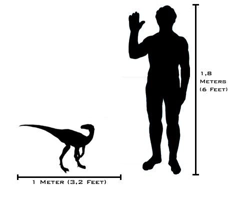 Human-eoraptor_size_comparison(v2)