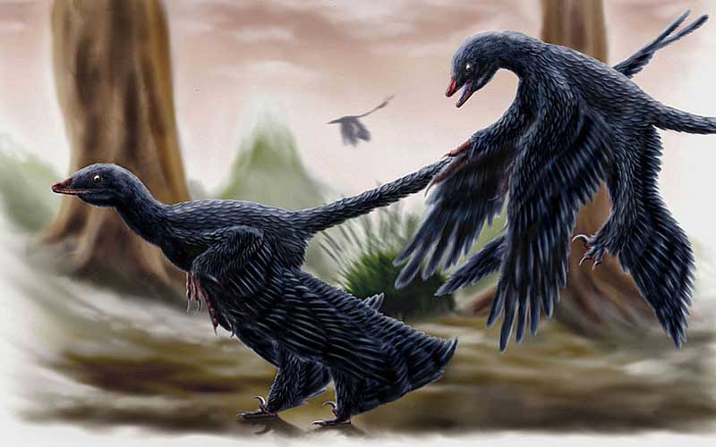 Microraptor-dinosauro-volante-800x500