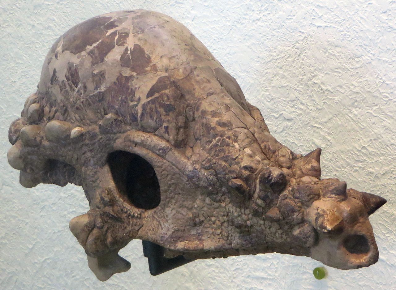 Pachycephalosaur_Skull_(AMNH_1696)