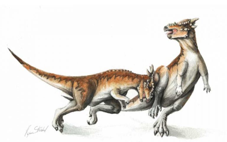 Pachycephalosaurus-800x500