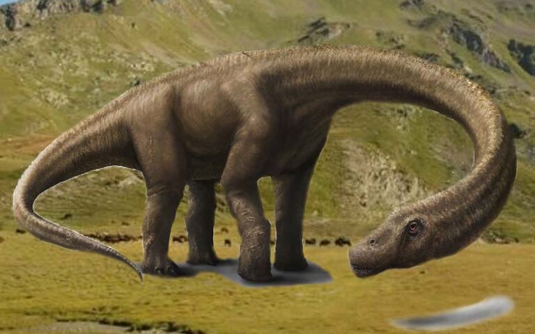Dreadnoughtus schrani dinosauro erbivoro 800x500