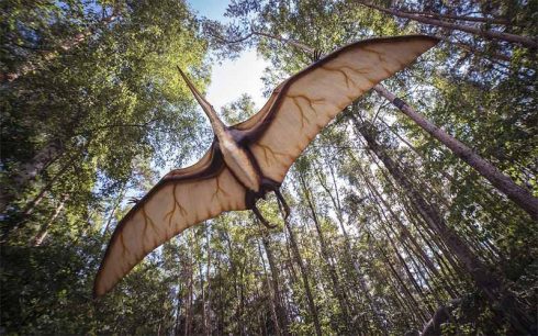 Pterodattilo o Pterosauro dinosauro volante